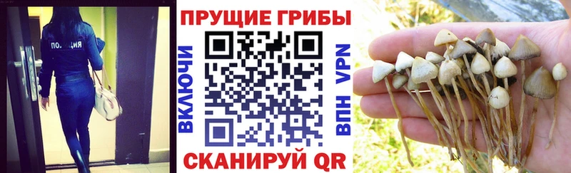 цена наркотик  mega маркетплейс  Галлюциногенные грибы GOLDEN TEACHER  Великие Луки 
